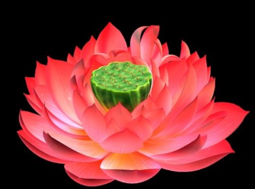 Nature Lotus Bloom