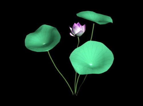 Lotus Flower Plant