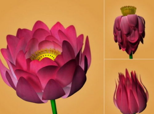 Lotus Flower Animation Rig