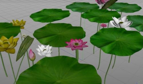 Nature Lotus Flowers With Leaves