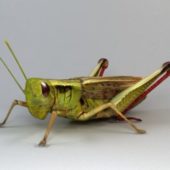 Animal Lubber Grasshopper