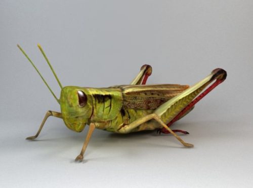 Animal Lubber Grasshopper