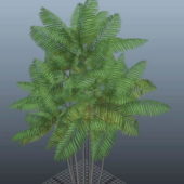 Nature Macarthur Palm Tree