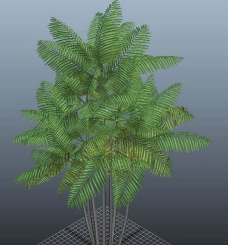 Nature Macarthur Palm Tree