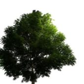Mahogany Green Tree