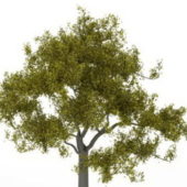 Green Maidenhair Tree