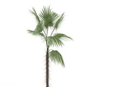 Makalani Garden Palm