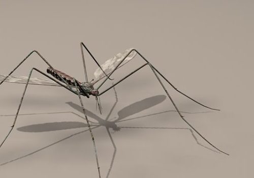 Wild Mosquito Animal