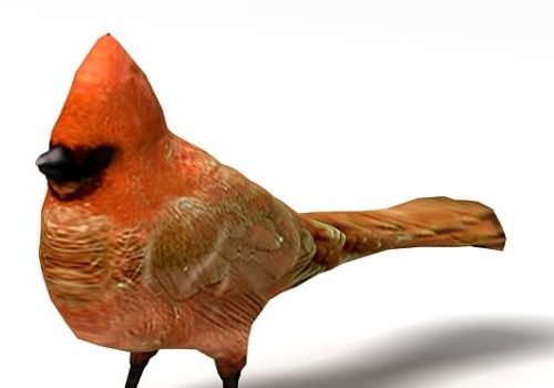 Red Cardinal Bird Animals
