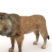 Male Lion Low Poly Animal Animals