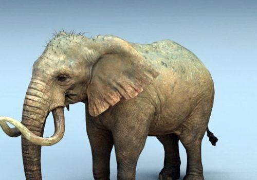 Animal Wild Mammoth Elephant