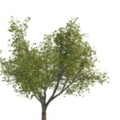 Manitoba Maple Green Tree