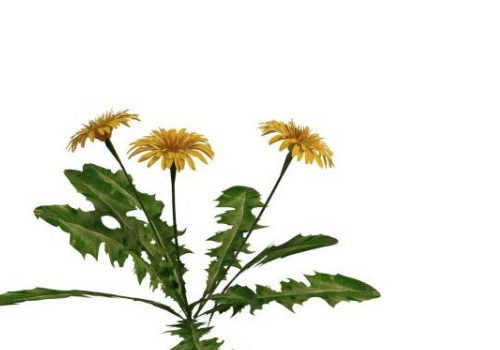 Wild Marigold Plant