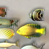 Marine Fish Collection | Animals
