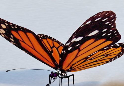 Mariposa Butterfly | Animals