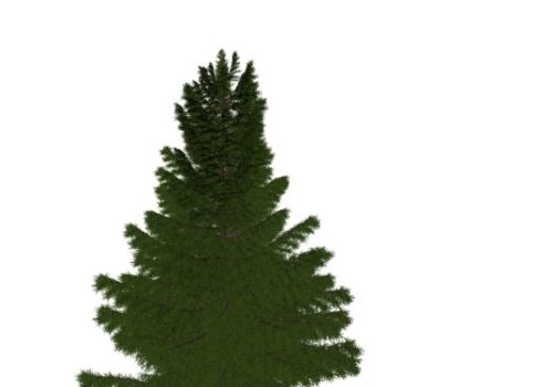 Nature Maritime Pine Tree