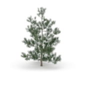 Nature Masson Pine Tree