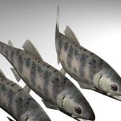Masu Salmon Fish Animals
