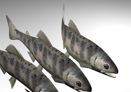 Masu Salmon Fish Animals