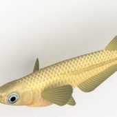 Medaka Sea Fish Animal Animals