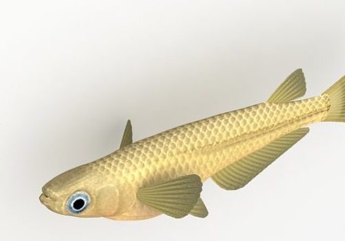 Medaka Sea Fish Animal Animals