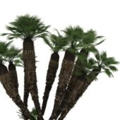 Mediterranean Dwarf Palm Green Tree