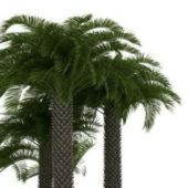 Nature Green Fan Palm Plants