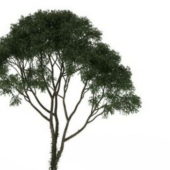 Green Nature Mesquite Tree