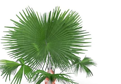 Mexican Green Fan Palm Tree