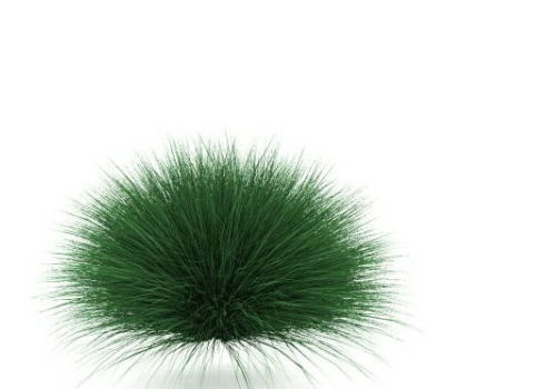 Garden Feather Grass
