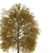 European Mid Autumn Tree