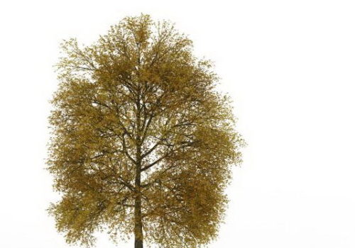 European Mid Autumn Tree