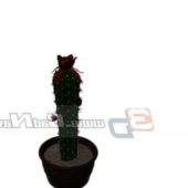 Indoor Mini Cactus Plant