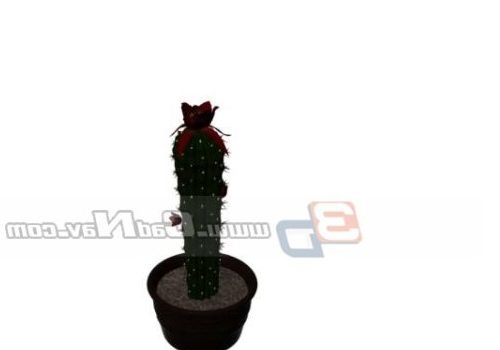 Indoor Mini Cactus Plant