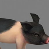 Miniature Pig | Animals