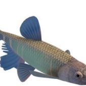 Minnow Freshwater Sea Fish Animals