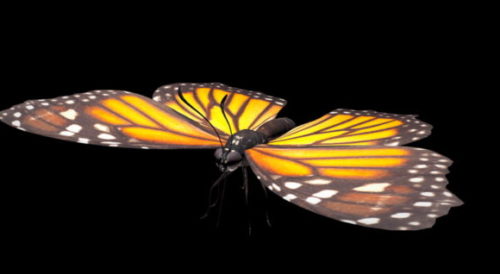 Animal Monarch Butterfly
