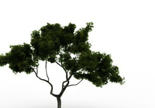 Nature Cypress Tree
