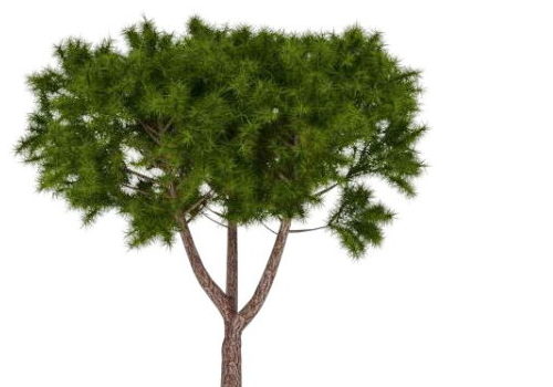 Moroccan Cypress Green Tree