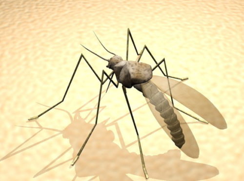 Animal Mosquito Bites