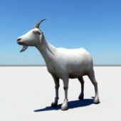 Animal Mountain Goat