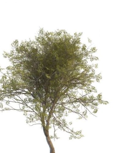 Green Mountain Ash Tree