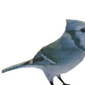 Mountain Bluebird Bird Animal Animals