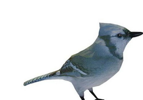 Mountain Bluebird Bird Animal Animals