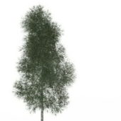 Mountain Paper Birch Green Tree