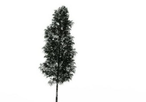 Multinerved Elm Green Tree