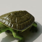 Musk Turtle | Animals
