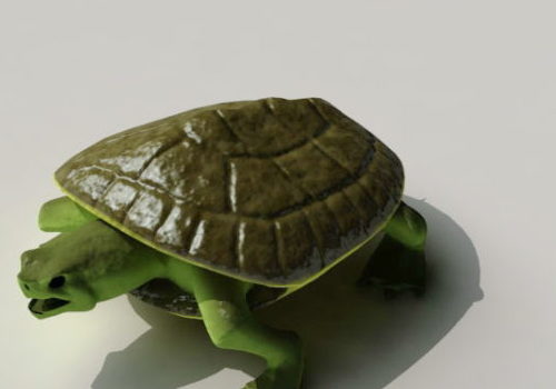 Musk Turtle | Animals