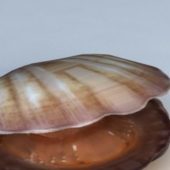Mussel Shell Wild Animal