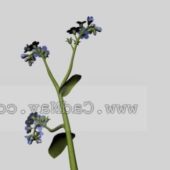 Myosotis Sylvatica Flower